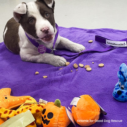 Happy Birthday Animal Rescue Site | Send Presents to Dogs & Cats Benefit Buy