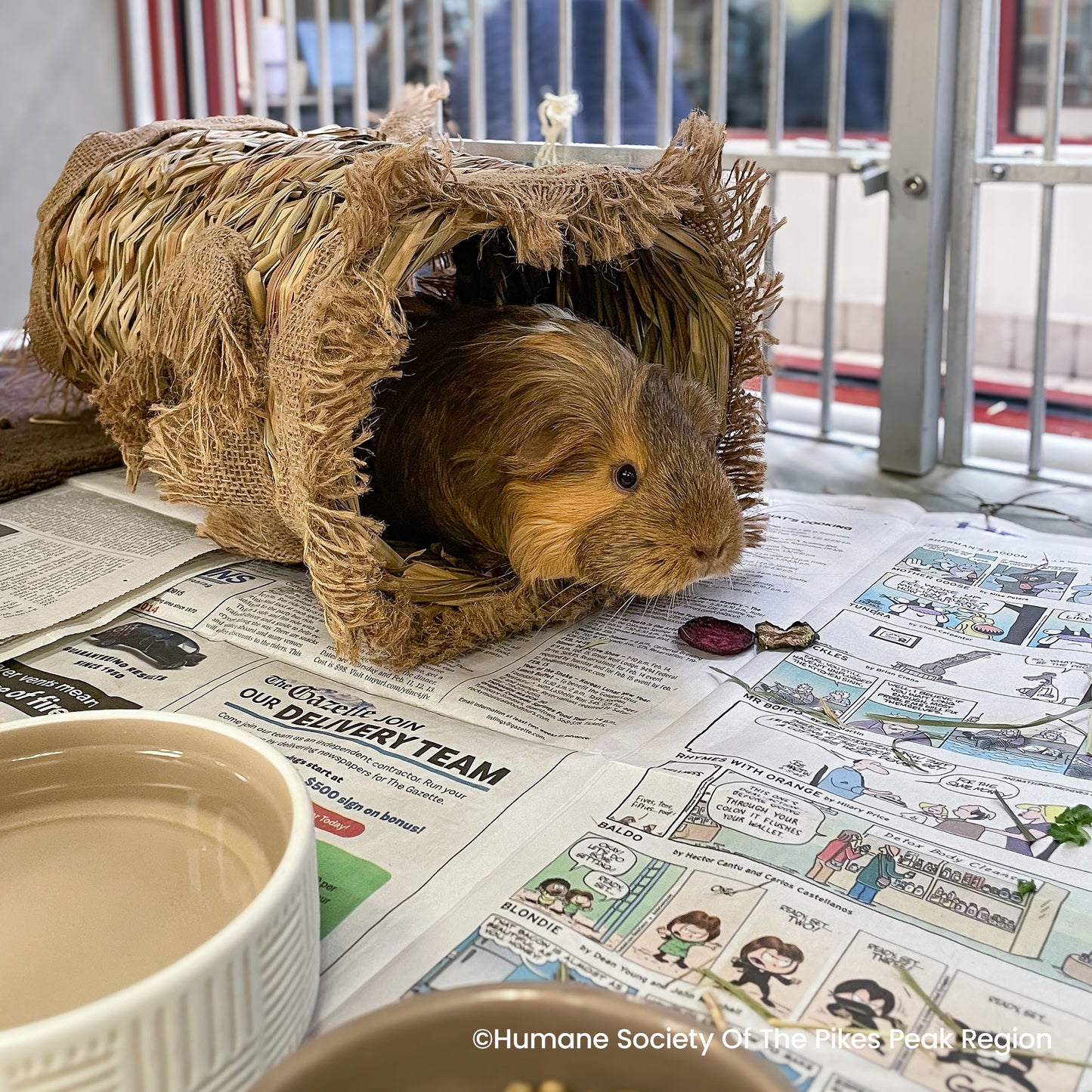 Send Supplies to Hamsters, Guinea Pigs and Other Small Animals