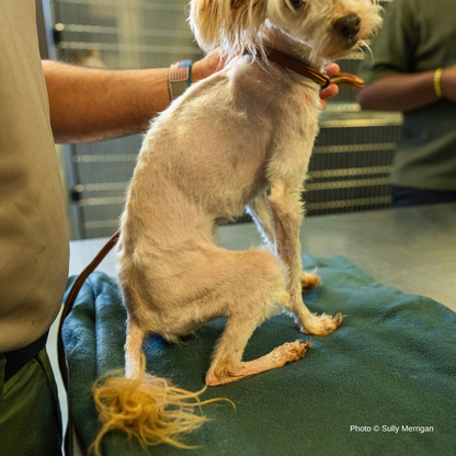 Emaciated, Matted, and Suffering from Sores, this Rescued Dog Needs Care