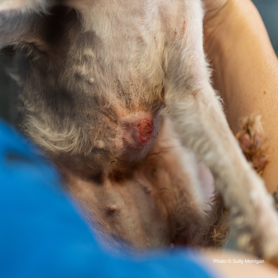 Emaciated, Matted, and Suffering from Sores, this Rescued Dog Needs Care