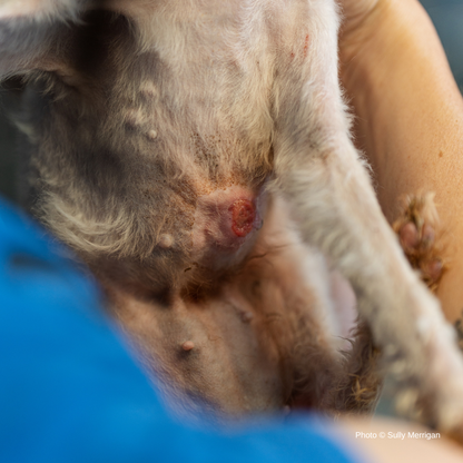 Emaciated, Matted, and Suffering from Sores, this Rescued Dog Needs Care