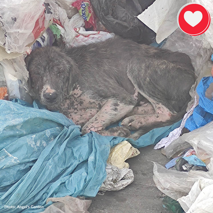 Funded: Lyra Needs Your Help to Recover From Severe Mange