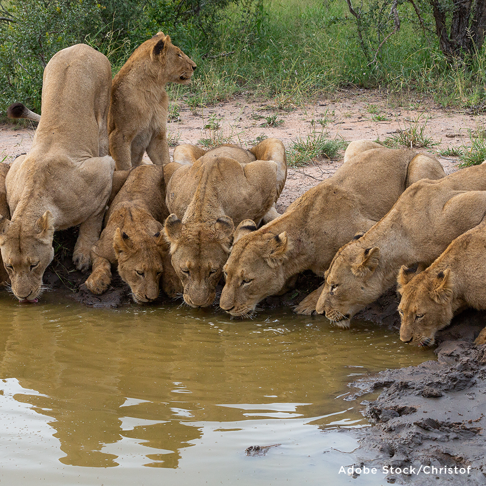 Project Peril: Provide Life-Saving Water to Wildlife Around the World