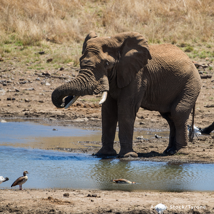 Project Peril: Provide Life-Saving Water to Wildlife Around the World