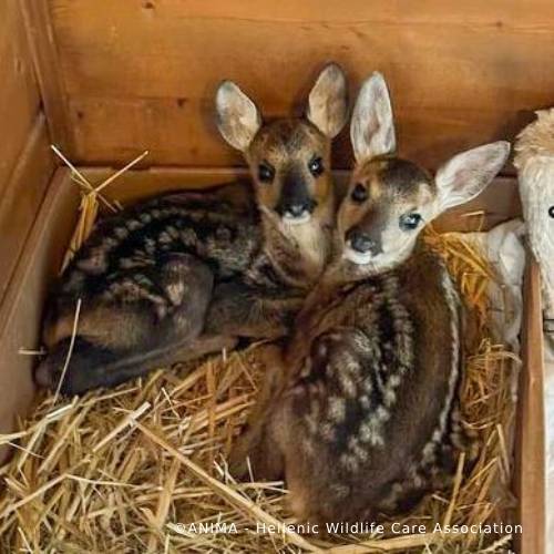 Orphaned Baby Deer Needs Specialized Care to Grow