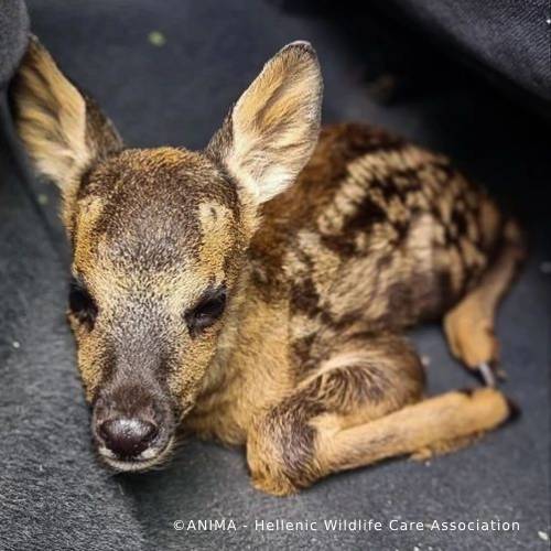 Orphaned Baby Deer Needs Specialized Care to Grow