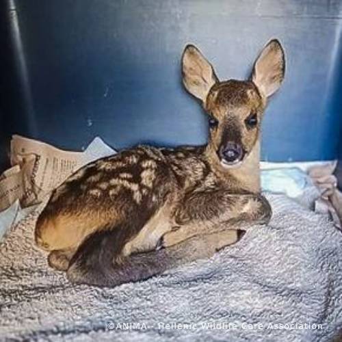 Orphaned Baby Deer Needs Specialized Care to Grow