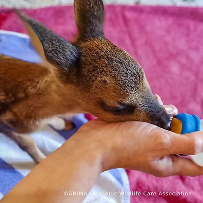 Orphaned Baby Deer Needs Specialized Care to Grow