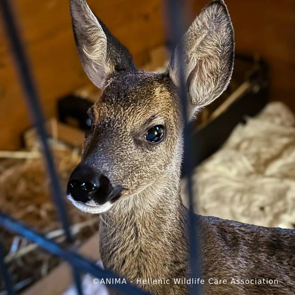 Orphaned Baby Deer Needs Specialized Care to Grow