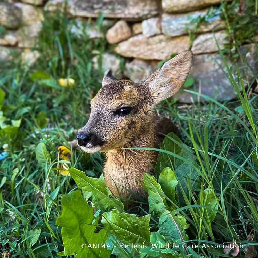 Orphaned Baby Deer Needs Specialized Care to Grow