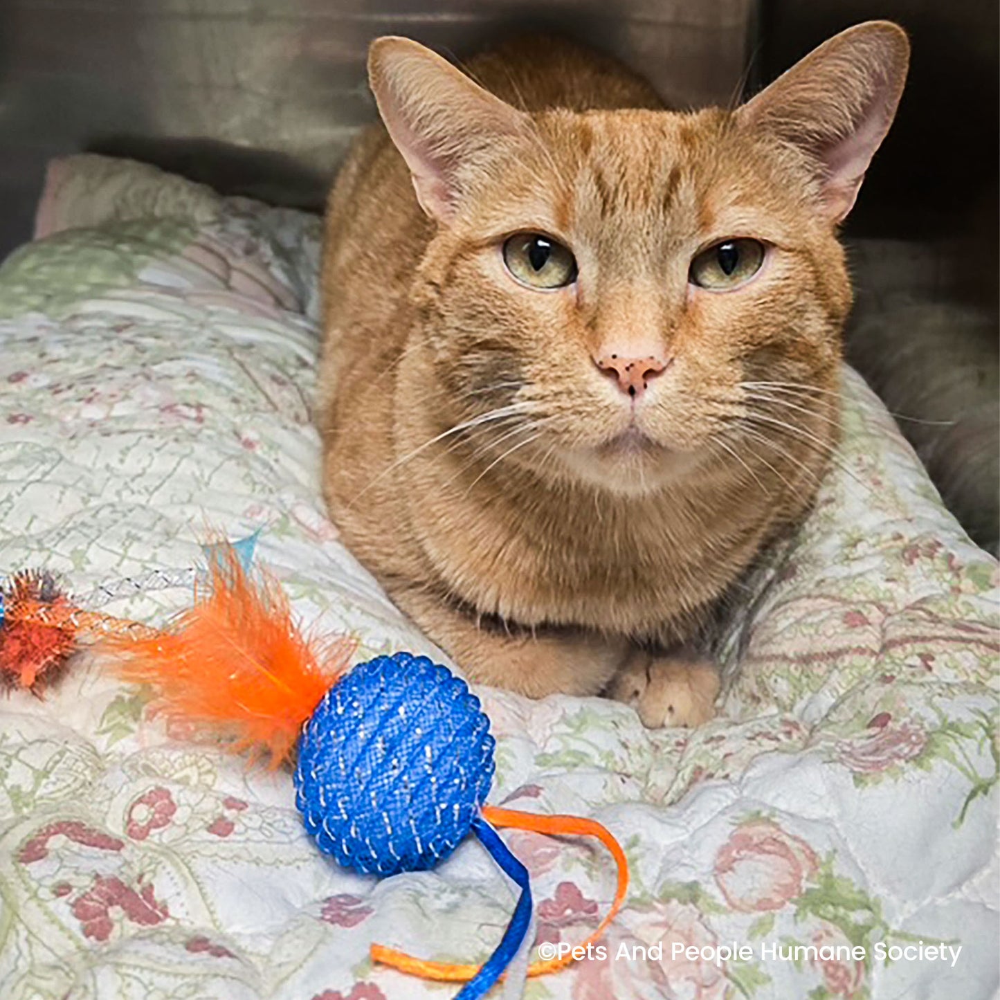 Happy Birthday Animal Rescue Site | Send Presents to Dogs & Cats Benefit Buy