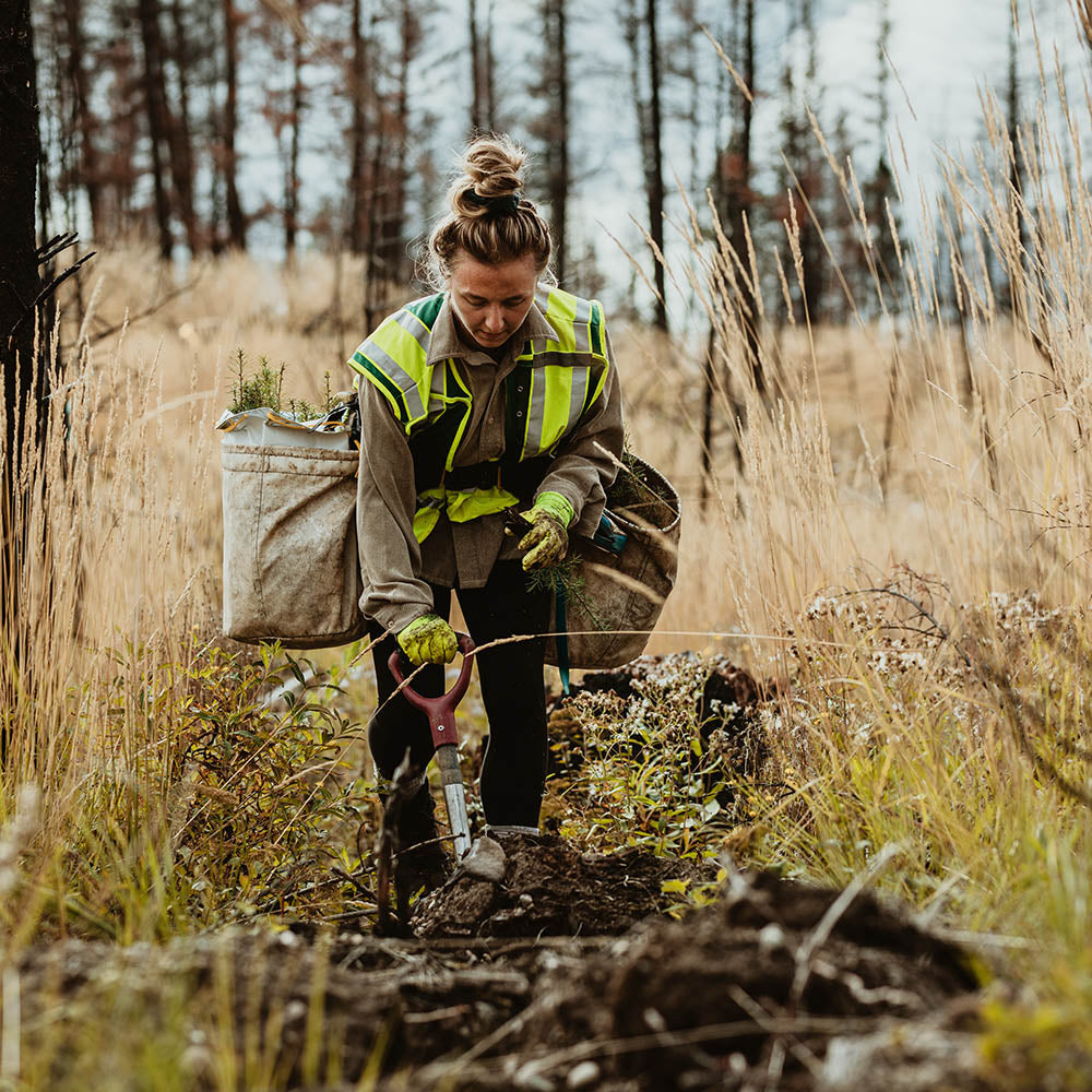 Give the Earth a Gift: Plant a Tree