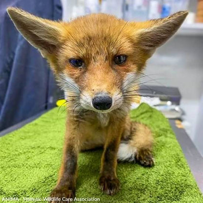 Emaciated, One-Eyed Fox Cub Needs Love & Care