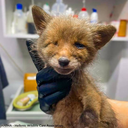 Emaciated, One-Eyed Fox Cub Needs Love & Care