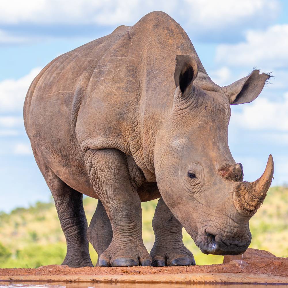 Help Save the Rhino From Extinction
