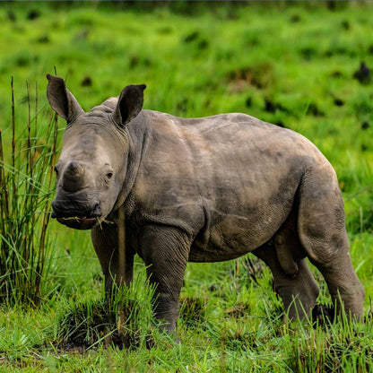 Help Save the Rhino From Extinction