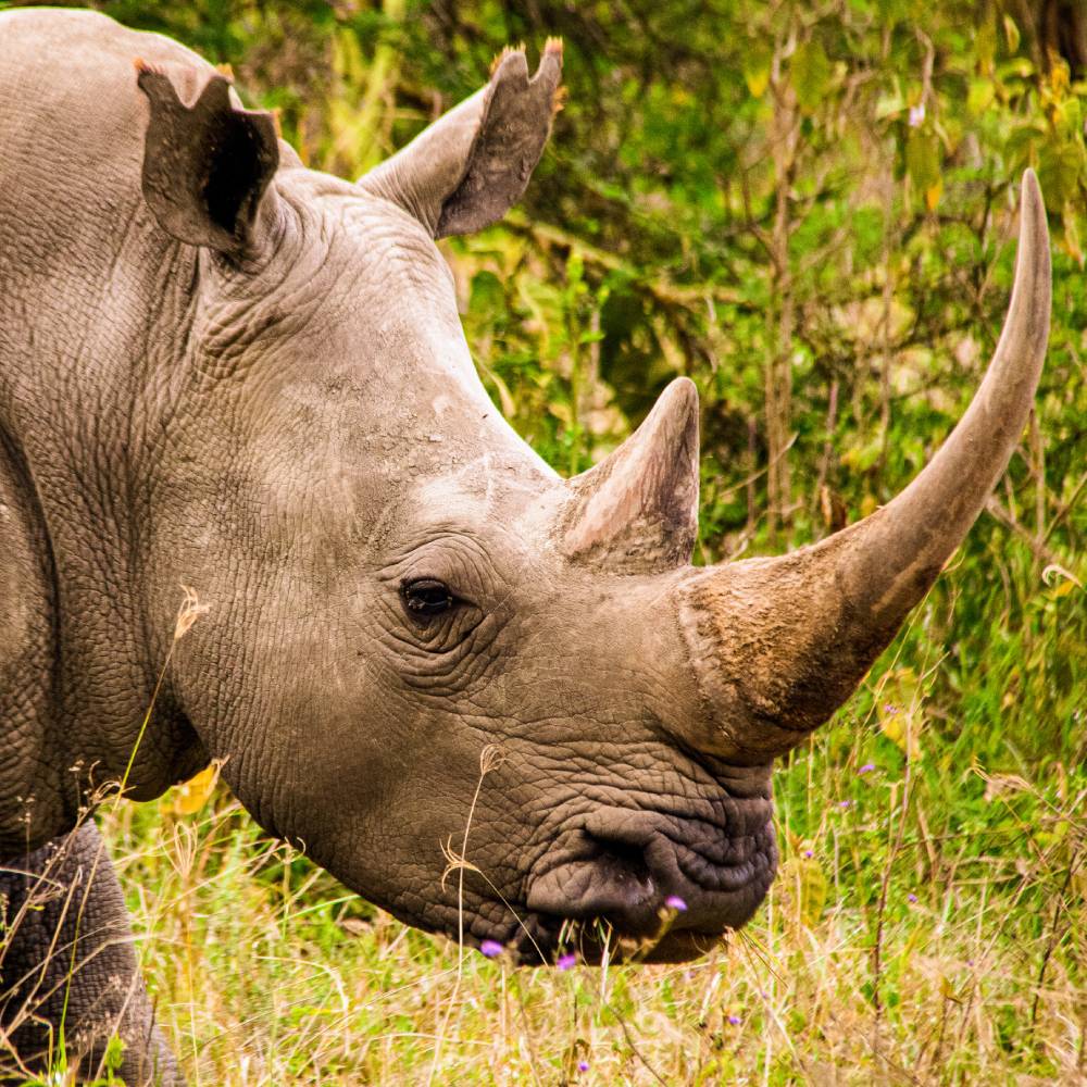 Help Save the Rhino From Extinction