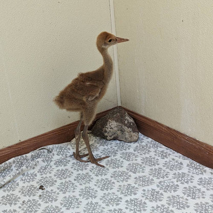 Help Orphaned Sandhill Crane Return to the Wild