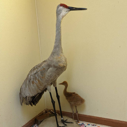 Help Orphaned Sandhill Crane Return to the Wild