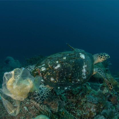 Help Save Our Oceans