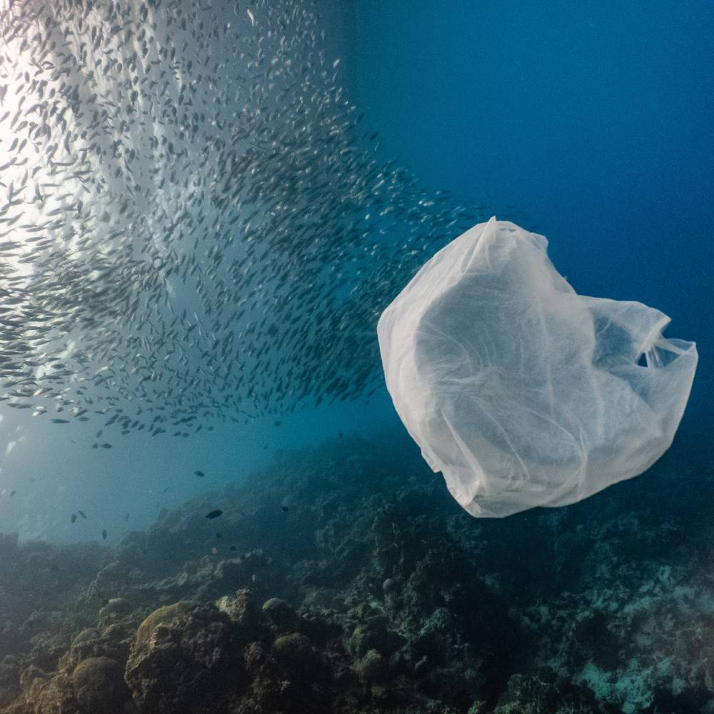 Help Save Our Oceans