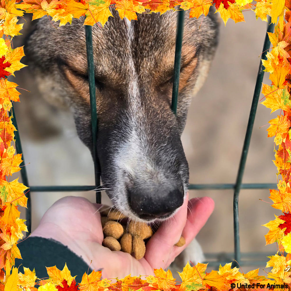 Thanksgiving Pet Food Drive | Help Feed 1 Million Shelter Pets