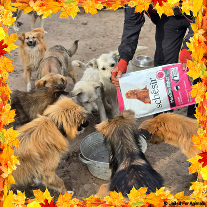 Thanksgiving Pet Food Drive | Help Feed 1 Million Shelter Pets