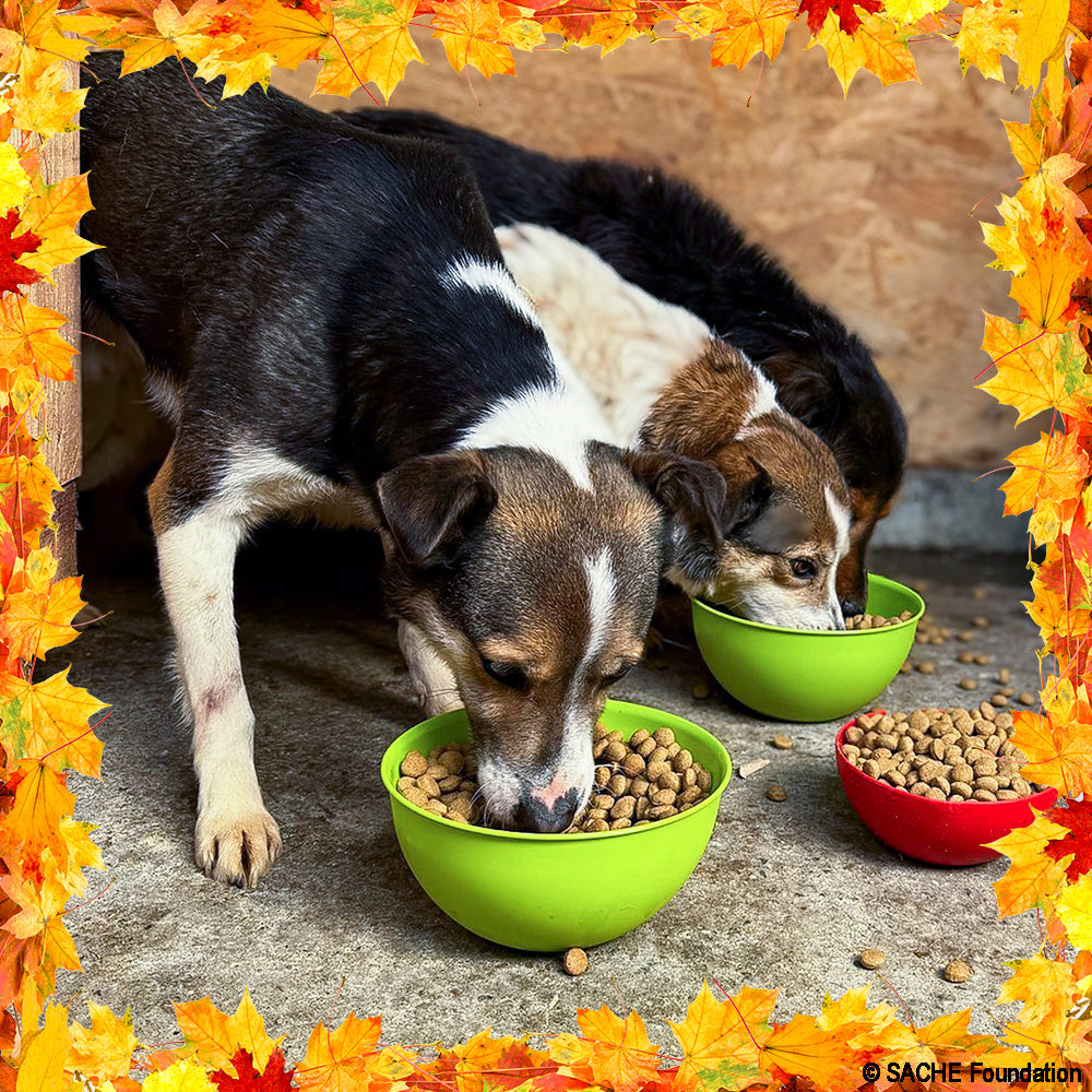 Thanksgiving Pet Food Drive | Help Feed 1 Million Shelter Pets