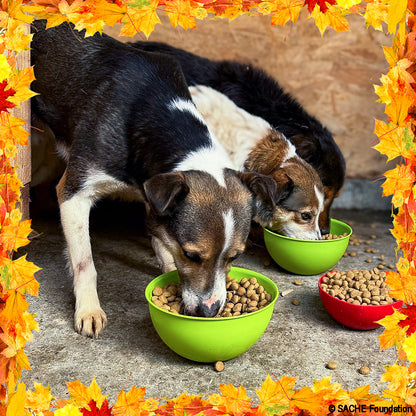 Thanksgiving Pet Food Drive | Help Feed 1 Million Shelter Pets