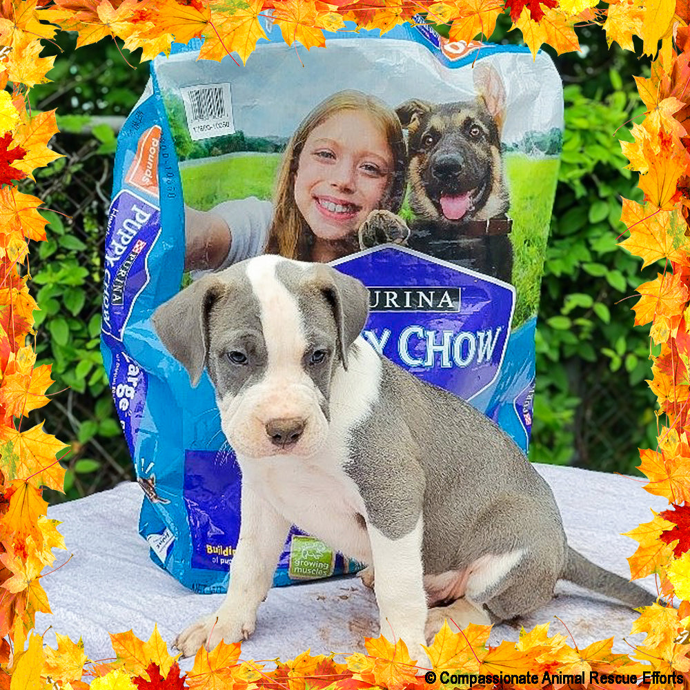 Thanksgiving Pet Food Drive | Help Feed 1 Million Shelter Pets