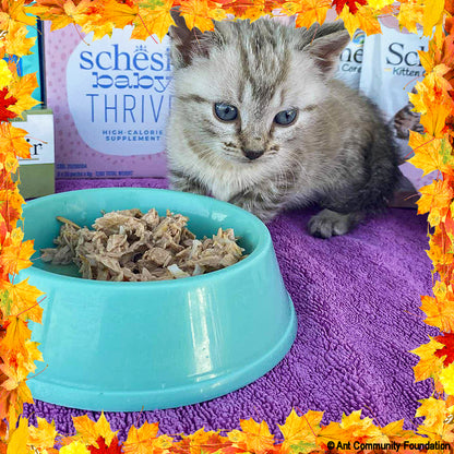 Thanksgiving Pet Food Drive | Help Feed 1 Million Shelter Pets