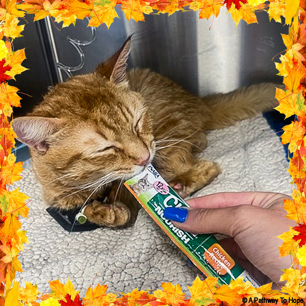 Thanksgiving Pet Food Drive | Help Feed 1 Million Shelter Pets