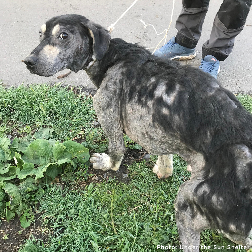 Save Sick & Starving Dog Found in Destroyed Home in Ukraine