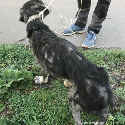 Save Sick & Starving Dog Found in Destroyed Home in Ukraine