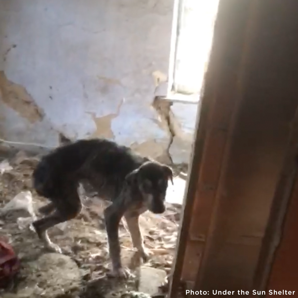 Save Sick & Starving Dog Found in Destroyed Home in Ukraine