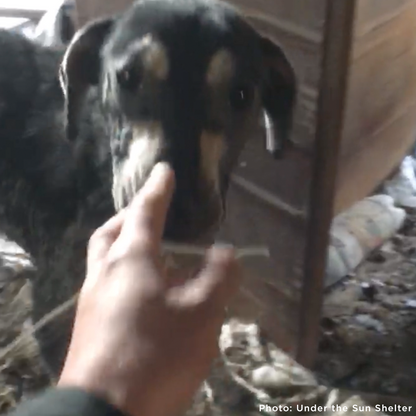 Save Sick & Starving Dog Found in Destroyed Home in Ukraine