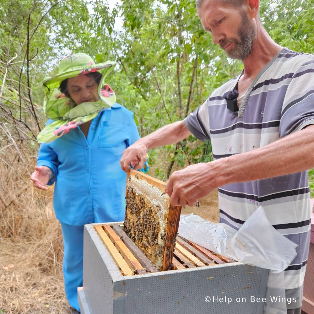 Help Save Bees Devastated by War in Ukraine