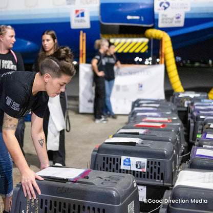 Help Clear the Shelters by Flying Pets to Freedom