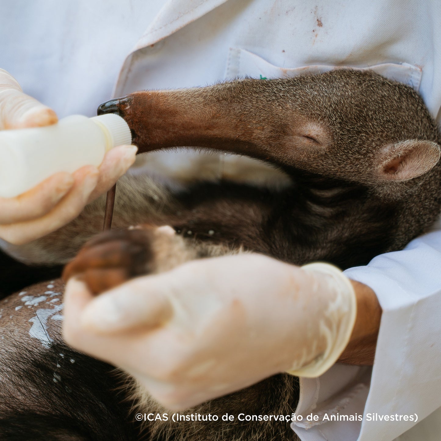 Send Life-Saving Care to Wildlife Animals