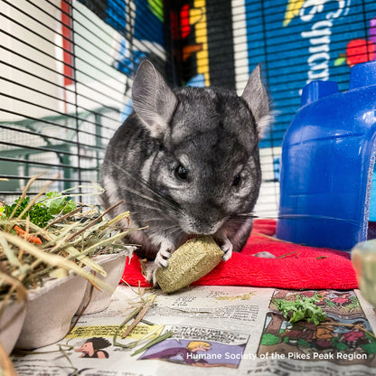 Send Supplies to Hamsters, Guinea Pigs and Other Small Animals