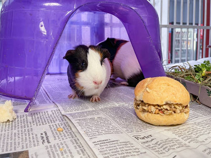 Send Supplies to Hamsters, Guinea Pigs and Other Small Animals