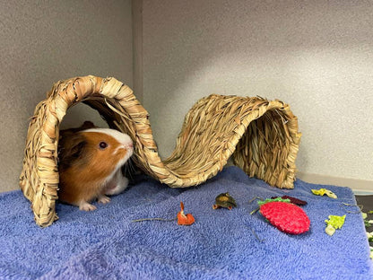 Send Supplies to Hamsters, Guinea Pigs and Other Small Animals