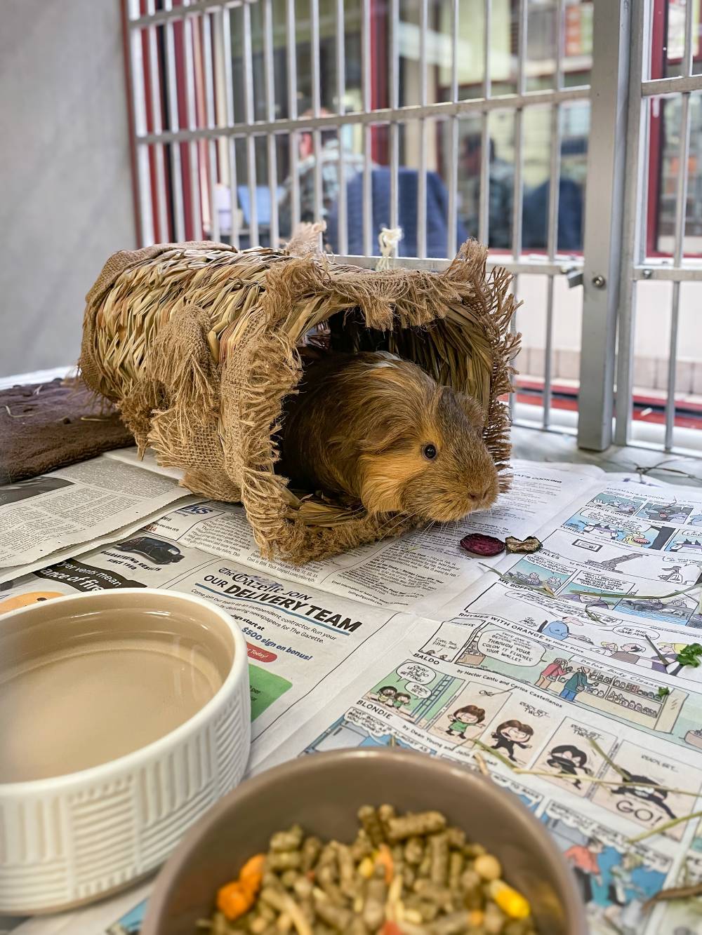 Send Supplies to Hamsters, Guinea Pigs and Other Small Animals