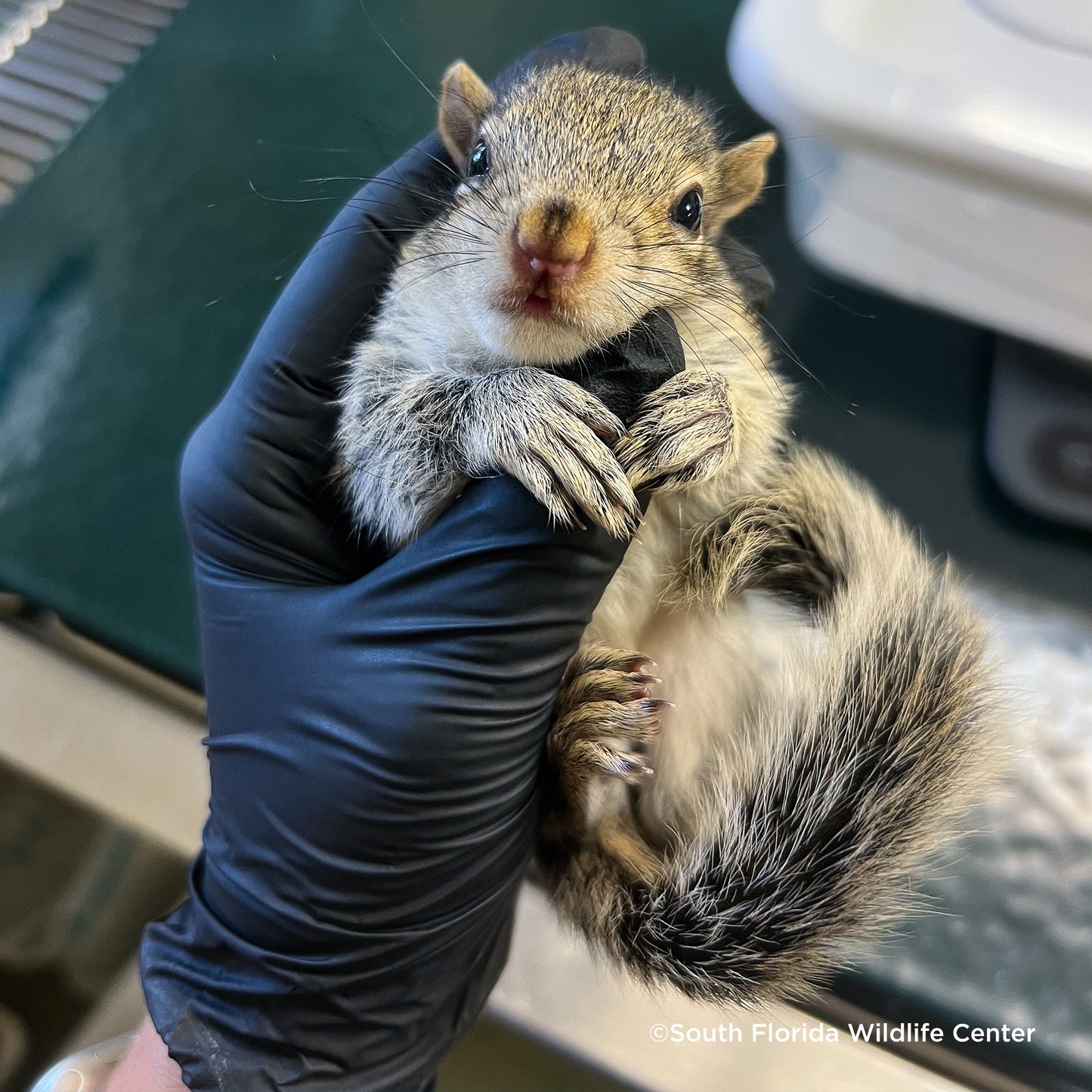 Send Life-Saving Care to Wildlife Animals