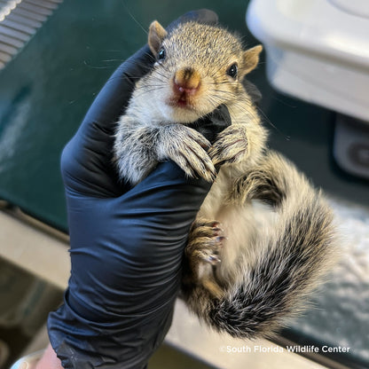 Send Life-Saving Care to Wildlife Animals