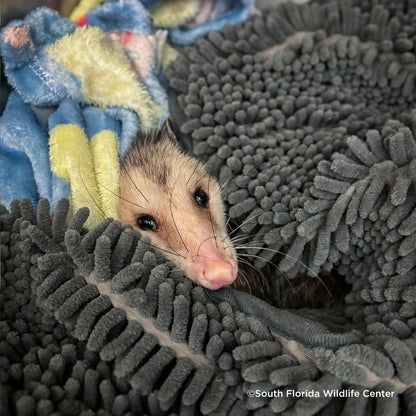 Send Life-Saving Care to Wildlife Animals