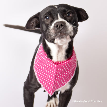 Encourage Adoption By Sending Bandanas & Vests to Furry Friends