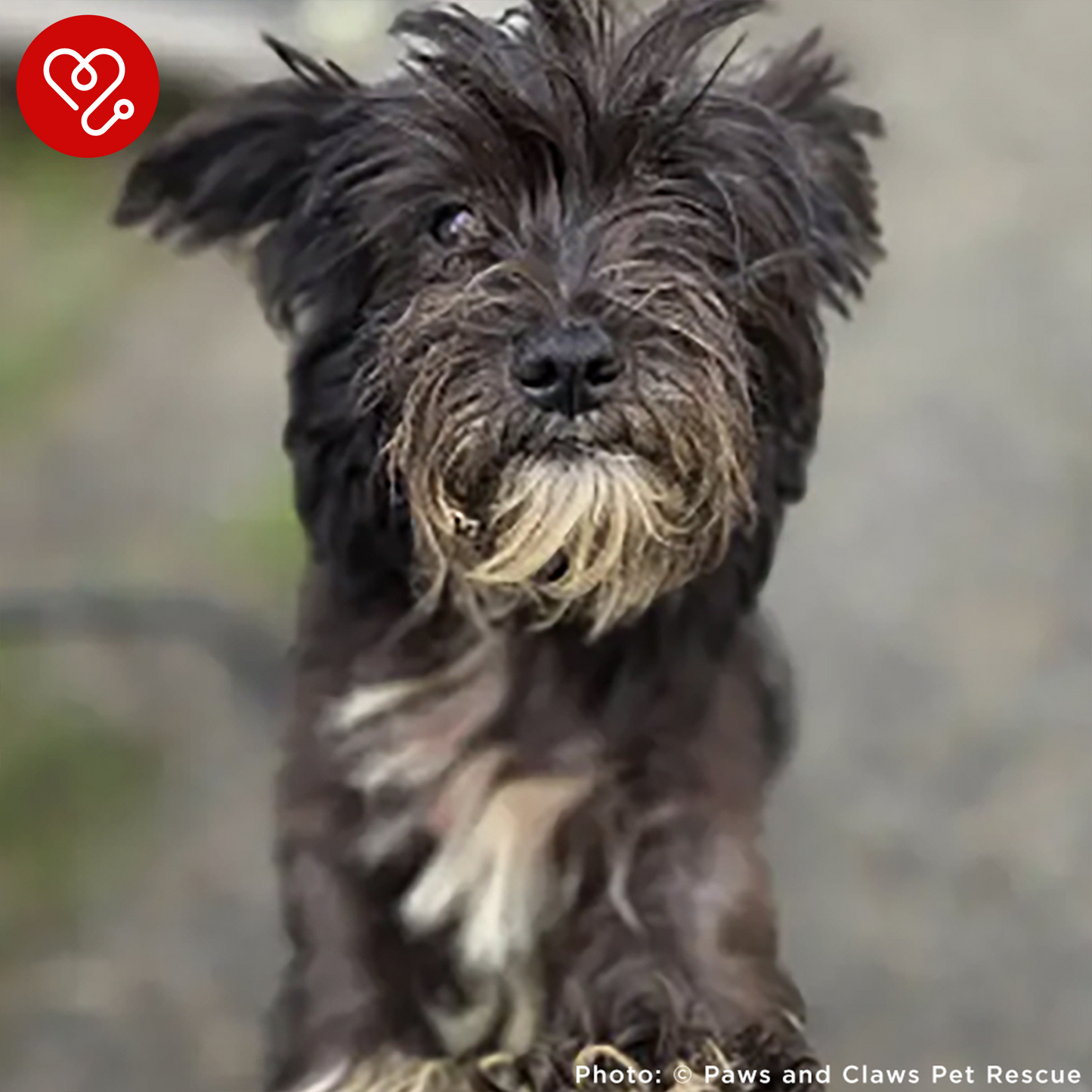 Funded: Help Over 100 Dogs Rescued from Horrible Conditions Get Urgent Medical Care