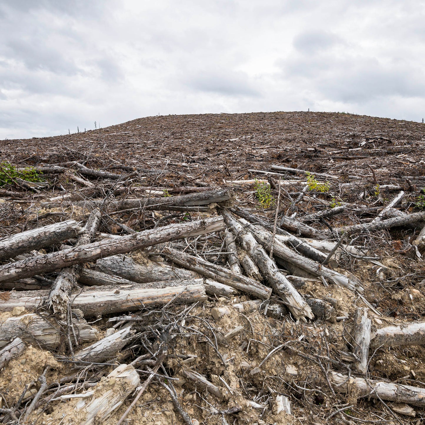 Give the Earth a Gift: Plant a Tree