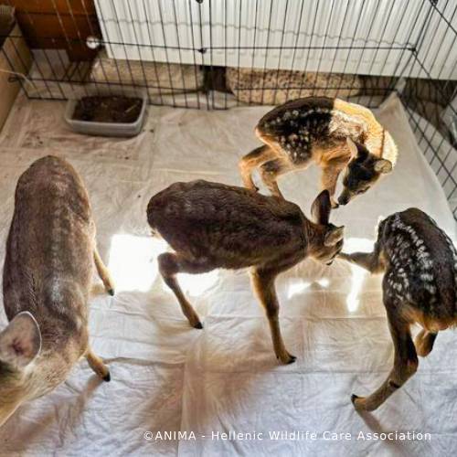 Wildlife Rescued From Fires Need Care and Support to Be Released